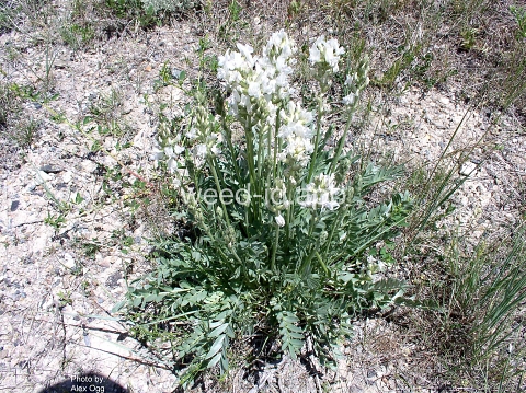 crazyweed, silky